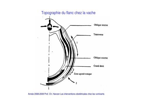 Les interventions obstÃ©tricales chez les ruminants - ThÃ©riogÃ©nologie ...