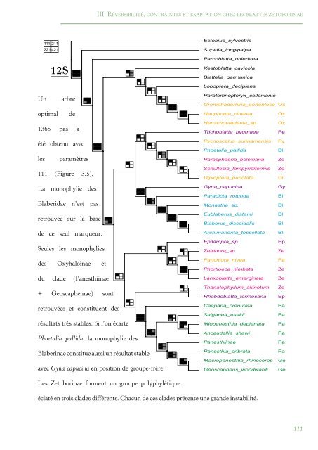 PhylogÃ©nie Et Evolution Du Comportement Social Chez Les Blattes ...