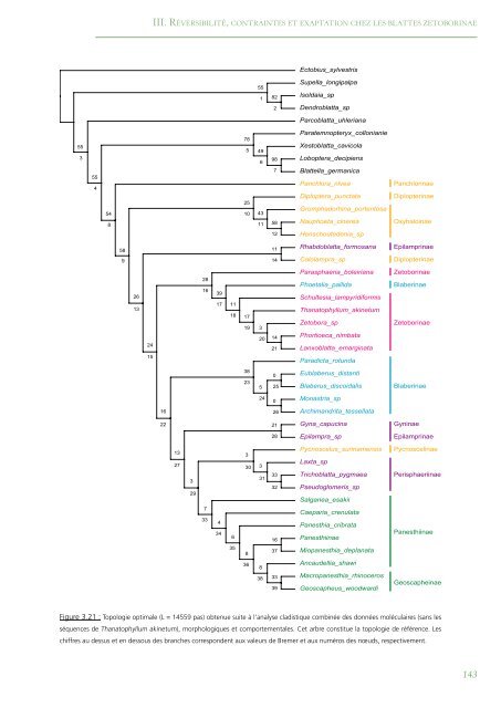 PhylogÃ©nie Et Evolution Du Comportement Social Chez Les Blattes ...