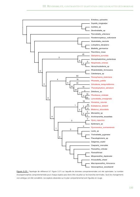 PhylogÃ©nie Et Evolution Du Comportement Social Chez Les Blattes ...