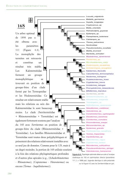 PhylogÃ©nie Et Evolution Du Comportement Social Chez Les Blattes ...