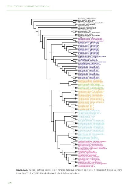 PhylogÃ©nie Et Evolution Du Comportement Social Chez Les Blattes ...