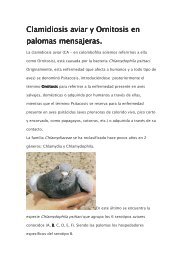 Clamidiosis aviar y Ornitosis en palomas mensajeras.pdf