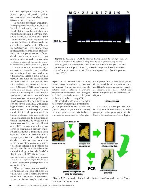 Laranja TRANSGÃNICA - Biotecnologia