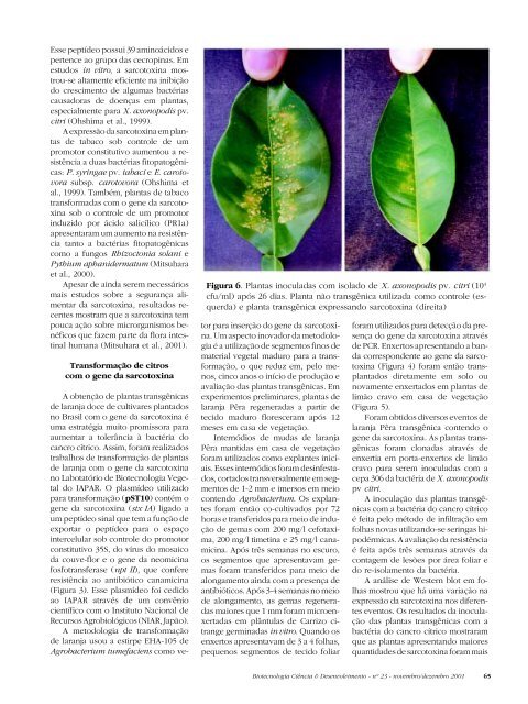 Laranja TRANSGÃNICA - Biotecnologia