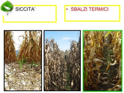 Consorzi Difesa ruolo e funzioni