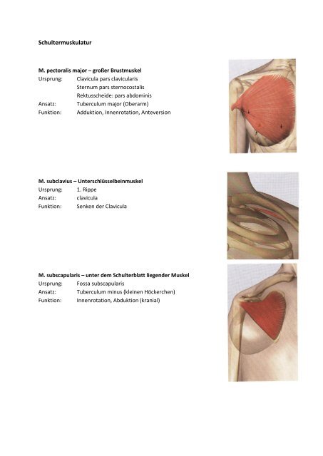 Schultermuskulatur