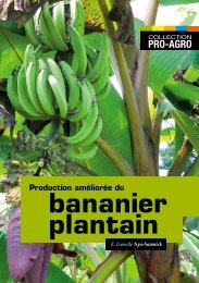 bananier plantain - Anancy