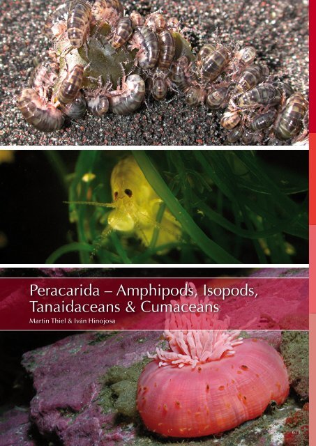 Peracarida â Amphipods, Isopods, Tanaidaceans ... - Dr. Martin Thiel