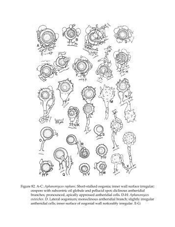 Figure 82. A-C: Aphanomyces raphani. Short-stalked oogonia; inner ...