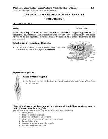 Phylum Chordata: Subphylum Vertebrata - Fishes ... - Biosciweb.net