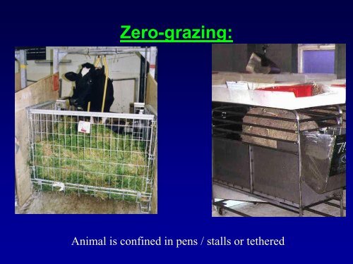 14. Measuring Feed Intake - Department of Animal Sciences ...