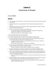 CHAPTER 17 FROM GENE TO PROTEIN