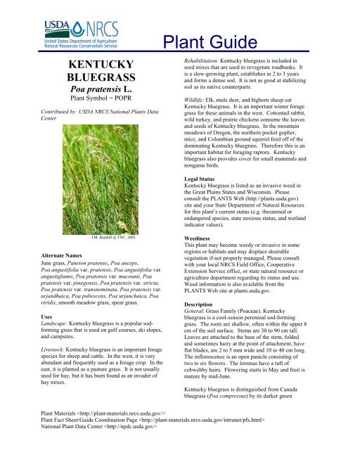 Kentucky Bluegrass (Poa pratensis) - Star Seed Inc.