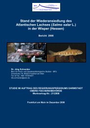 Bericht Lachse in der Wisper 2008 - Lorch im Rheingau