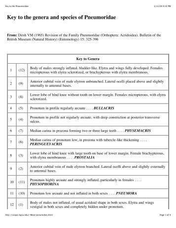 Key to the Pneumoridae