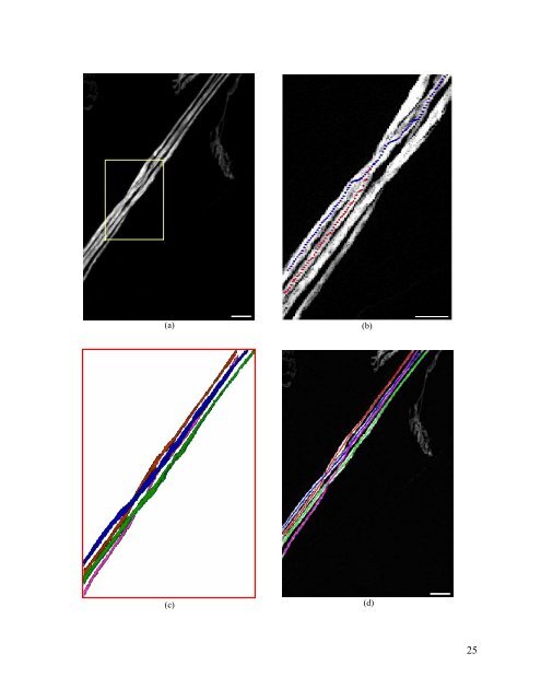 Automated Axon Tracking of 3D Confocal Laser Scanning ...