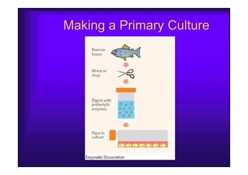 Basics of Cell Culture