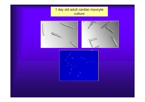 Basics of Cell Culture