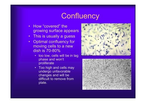 Basics of Cell Culture