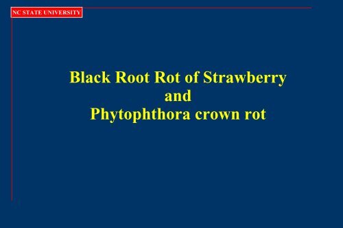 Black Root Rot of Strawberry and Phytophthora Crown Rot
