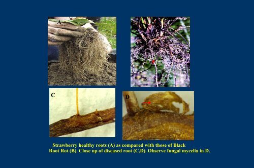 Black Root Rot of Strawberry and Phytophthora Crown Rot