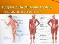 Chapter 7 The Muscular System.pdf