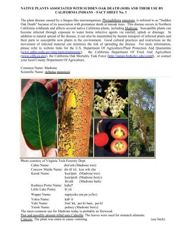 Madrone - Sudden Oak Death