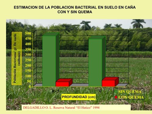 Historia del Cultivo de Caña de azúcar en la Reserva Natural El ...