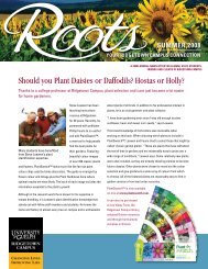 Should you Plant Daisies or Daffodils? - Ridgetown Campus ...