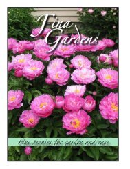 Fine peonies for garden and vase - Fina Gardens Peonies