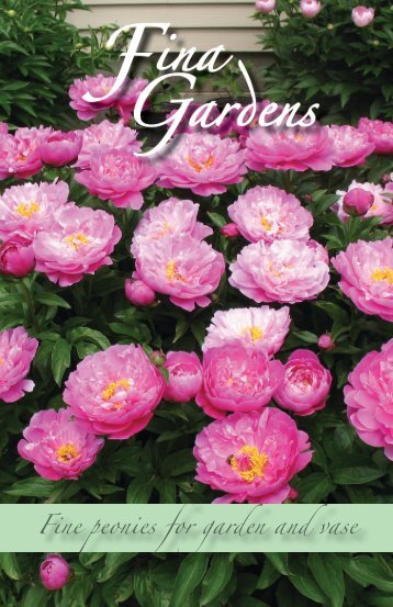 Fine peonies for garden and vase - Fina Gardens Peonies