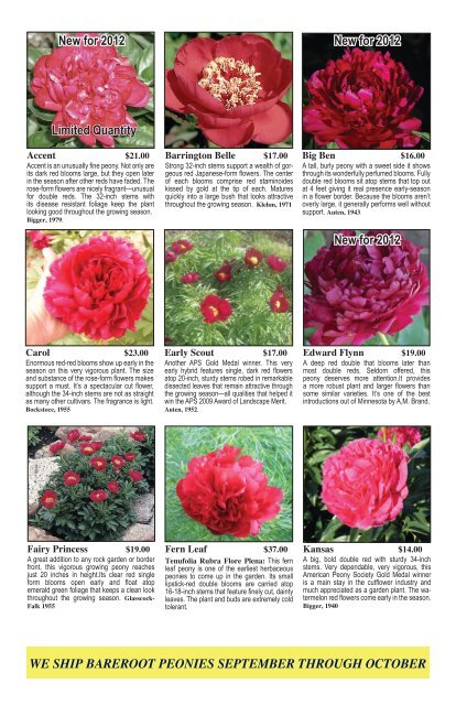 Fine peonies for garden and vase - Fina Gardens Peonies