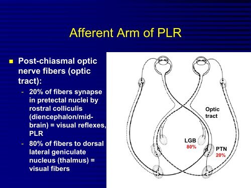 Comparative Neuro-Ophthalmology - North Carolina State ...