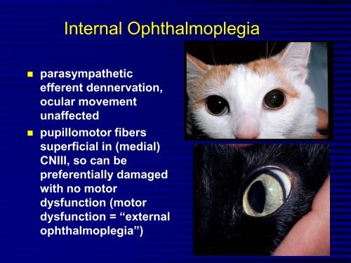 Comparative Neuro-Ophthalmology - North Carolina State ...