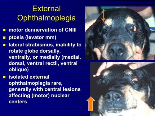 Comparative Neuro-Ophthalmology - North Carolina State ...