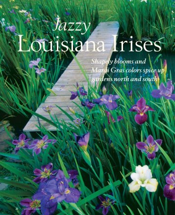 Jazzy Louisiana Irises - Zydeco Louisiana Iris Garden