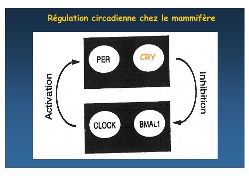 GENETIQUE ET SOMMEIL - SFRMS