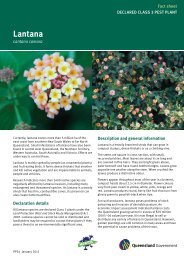 Lantana - Moreton Bay Regional Council