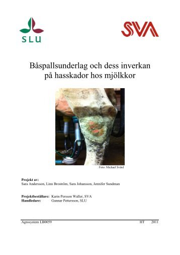 BÃ¥spallsunderlag och dess inverkan pÃ¥ hasskador hos mjÃ¶lkkor - SVA