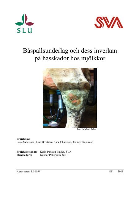 BÃ¥spallsunderlag och dess inverkan pÃ¥ hasskador hos mjÃ¶lkkor - SVA