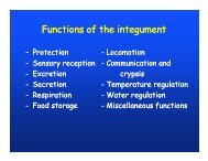 Functions of the integument