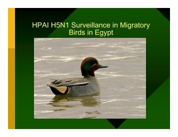 HPAI H5N1 Surveillance in Migratory Birds in Egypt - Middle East