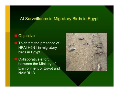 HPAI H5N1 Surveillance in Migratory Birds in Egypt - Middle East