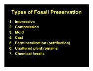 Modes of fossil preservation