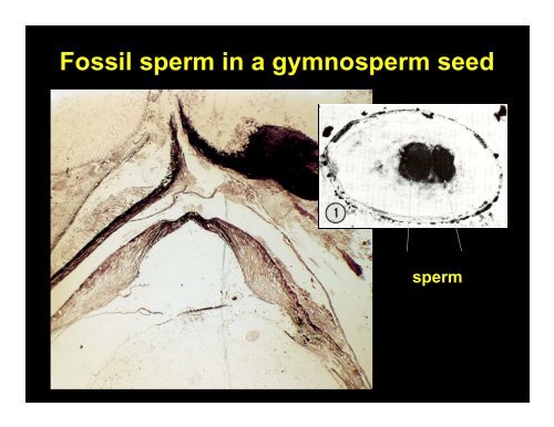 Modes of fossil preservation