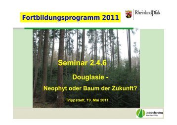 Douglasie - Landesforsten Rheinland-Pfalz