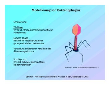 Modellierung von Bakteriophagen