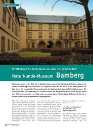 Naturkunde-Museum Bamberg - Der Falke