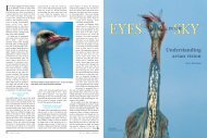 Eyes in the sky: understanding avian vision
